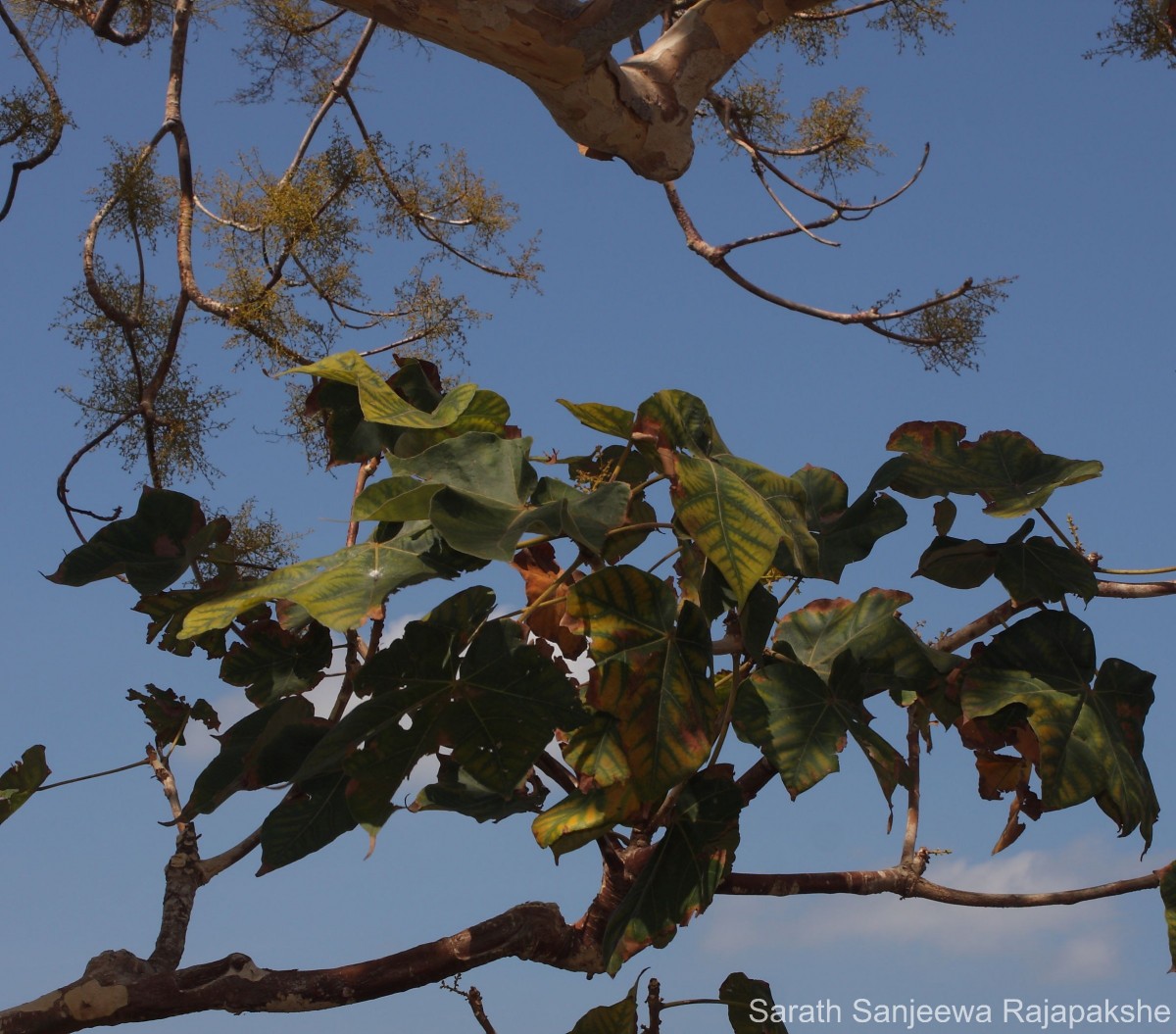 Sterculia urens Roxb.